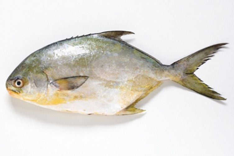 Golden Pompano Fish - Per Pound