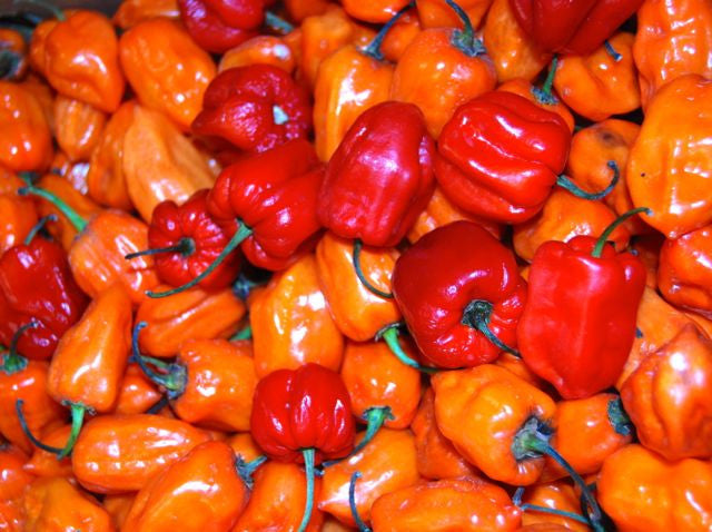 Habanero Pepper - Per Pound